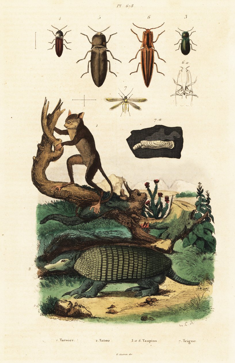 Tarsier, bältdjur och skalbaggar. ,1834-1839 (gravyr) av Unbekannter Künstler