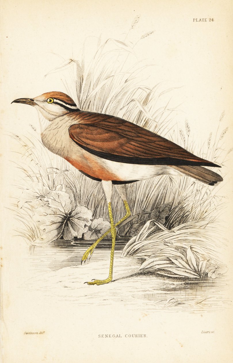 Temmincks kurir, Cursorius temminckii (Senegals kurir, Tachydromus senegalensis). Handkolorerat stålstick av William Lizars efter William Swainson från Sir William Jardine