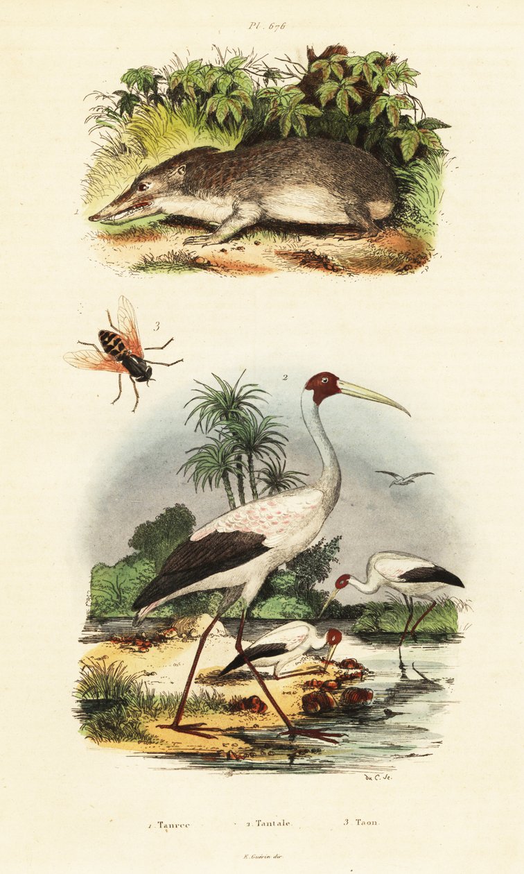 Tenrec, stork och hästfluga., 1834-1839 (gravyr) av Unbekannter Künstler