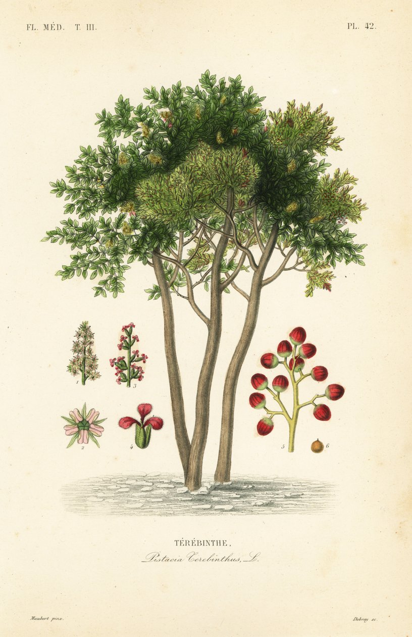 Terebinth eller terpentinträd, Pistacia terebinthus, Terebinthe av Unbekannt