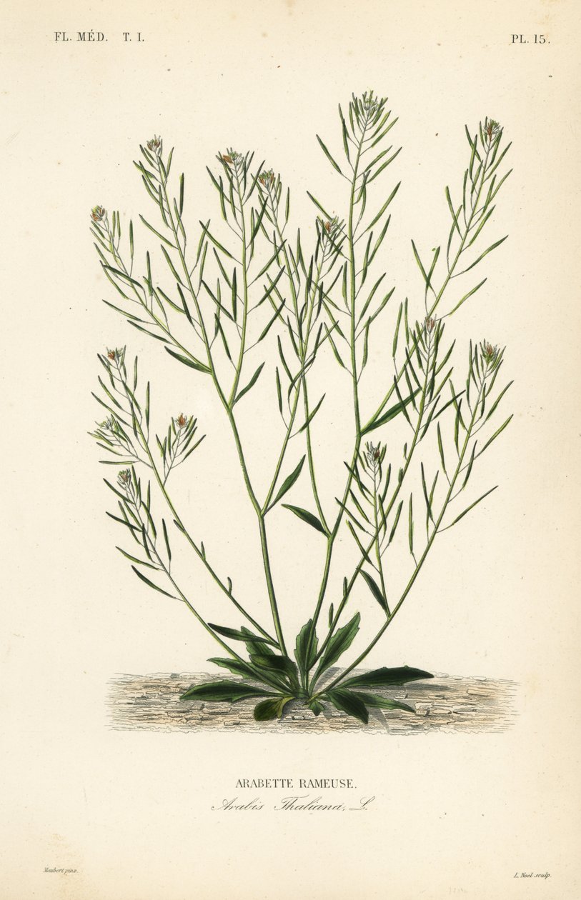 Thale krasse, musöra krasse eller arabidopsis, Arabidopsis thaliana, Arabis thaliana, Arabette rameuse av Unbekannt
