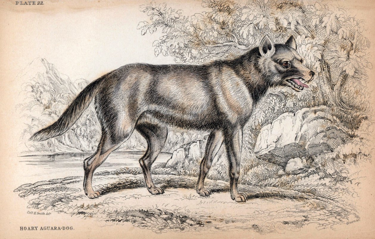 Chenu-räven eller räven från Brasilien, Lycalopex vetulus - Litografi av överste Charles Hamilton Smith för att illustrera Naturalist