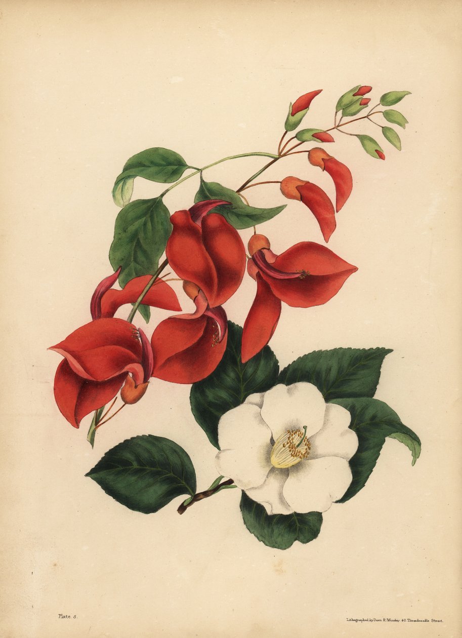 Hankammen Korallträd, Erythrina crista-galli, Singularitet; Den enda vitblommiga Camellia eller Japan Rose, Camellia japonica, Beauty är din enda attraktion av Unbekannt