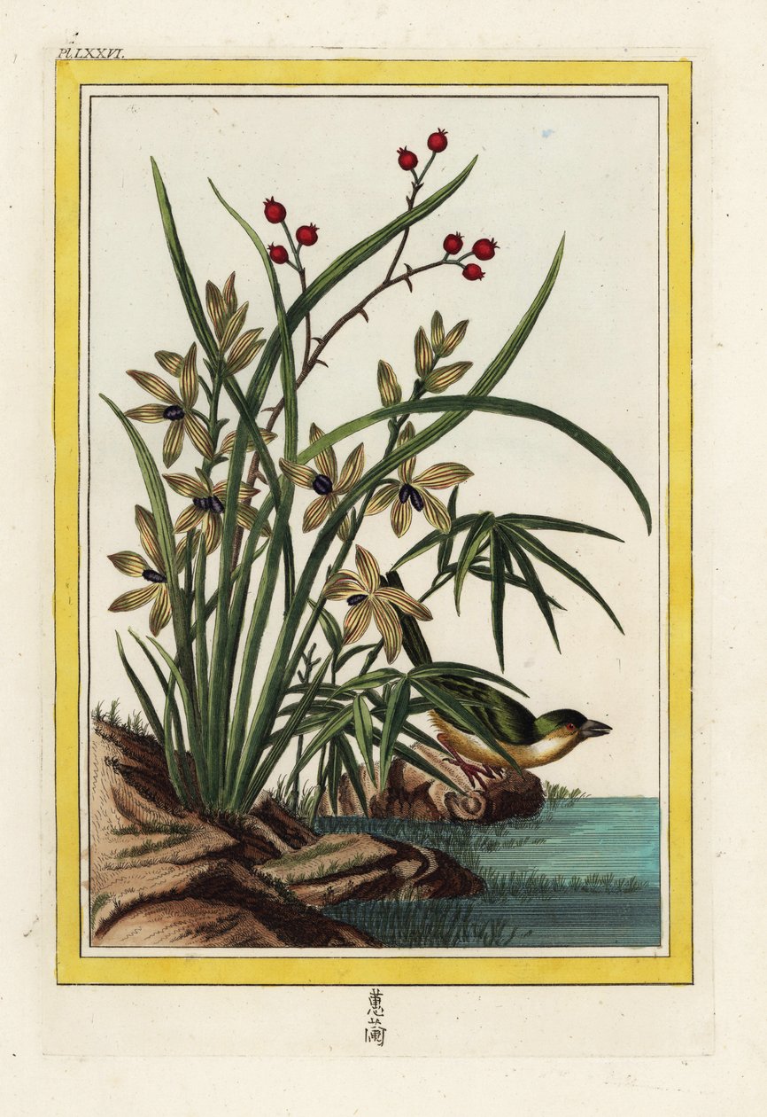 Kinas Elleborin. Helleborine orkidé, Cephalanthera longifolia. Handkolorerad etsning av Pierre Joseph Buchoz "Dyrbar och upplyst samling av de vackraste och märkligaste blommorna, odlade både i Kinas och i Europas trädgårdar, av Unbekannter Künstler