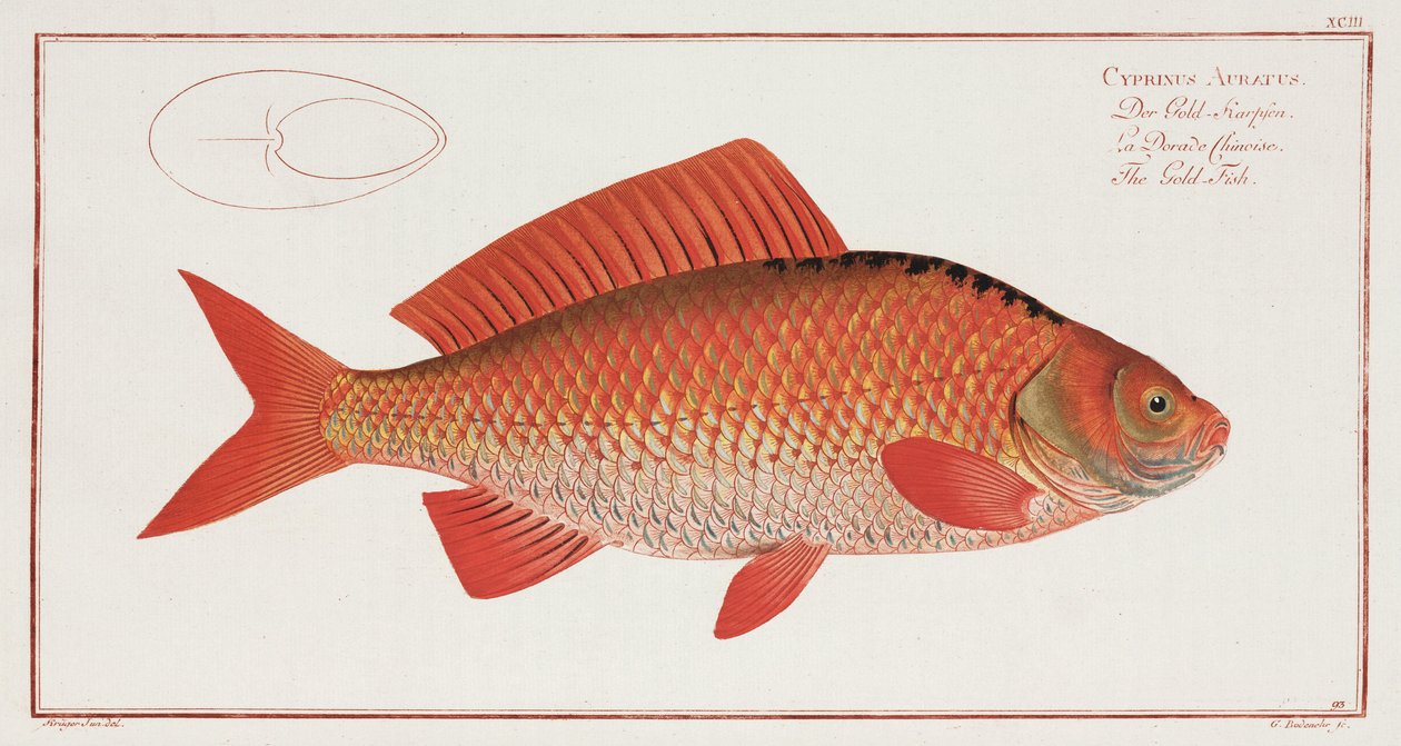 "Guldfisken" av Unbekannter Künstler
