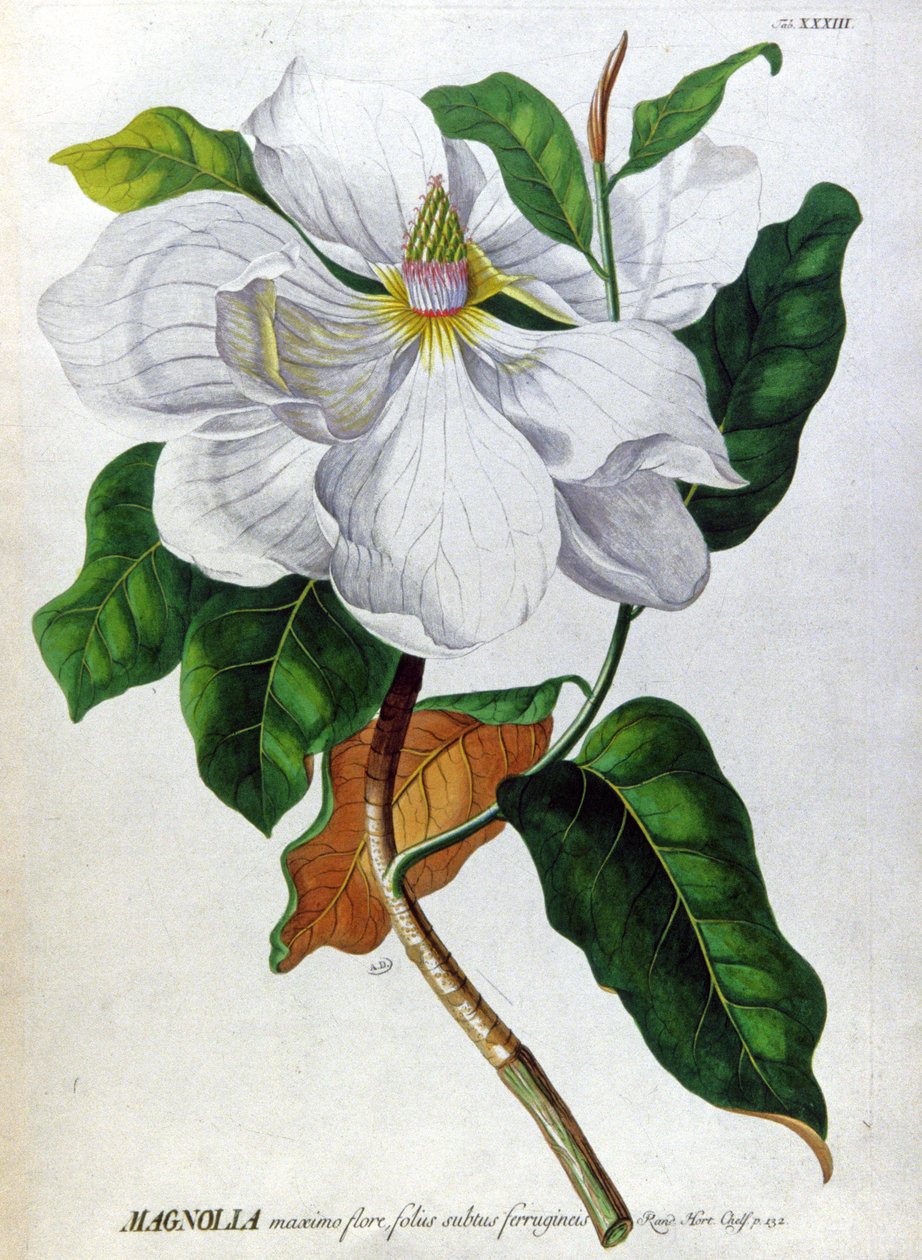 Magnolia av Unbekannter Künstler