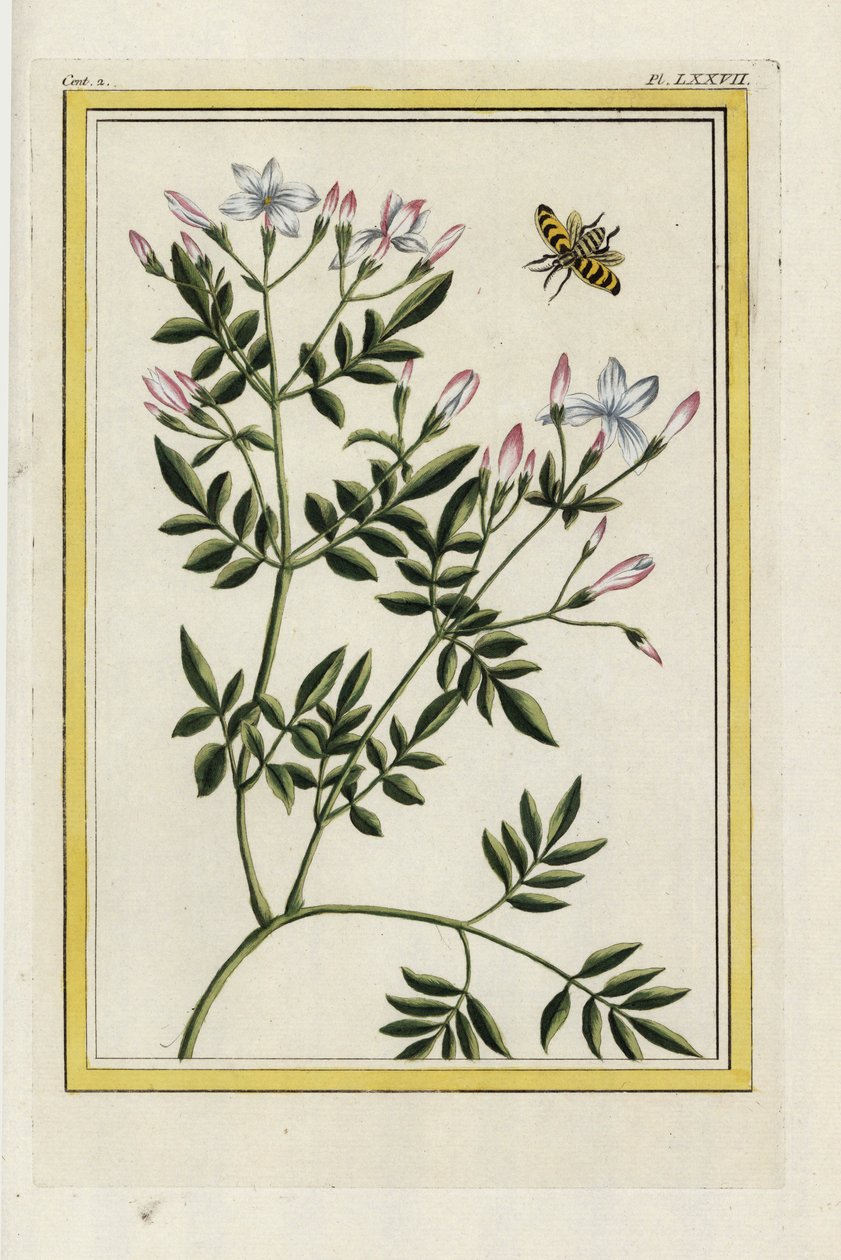 Den spanska jasminen. Spansk jasmin, Jasminum grandiflorum. Handkolorerad etsning från Pierre Joseph Buchoz "Dyrbar och upplyst samling av de vackraste och märkligaste blommor, som odlats både i Kinas trädgårdar och i Europas, Paris av Unbekannter Künstler