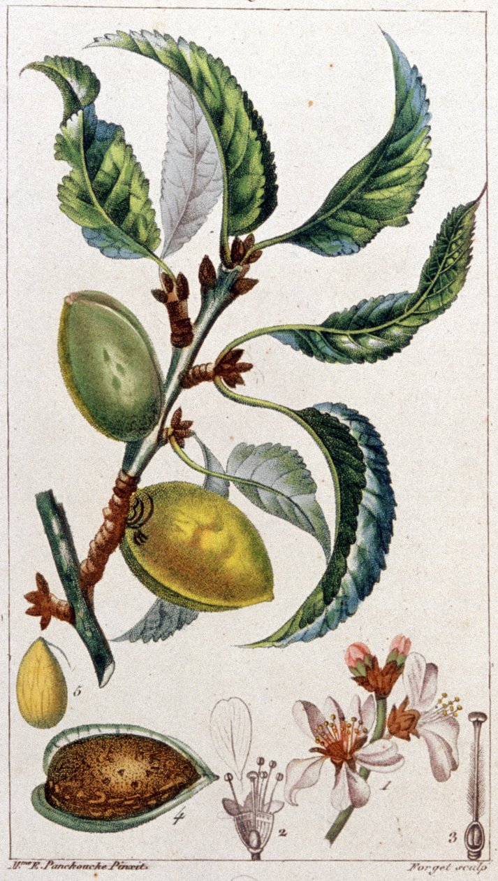 Mandelträdet, ca 1801-1850 (gravyr) av Unbekannter Künstler