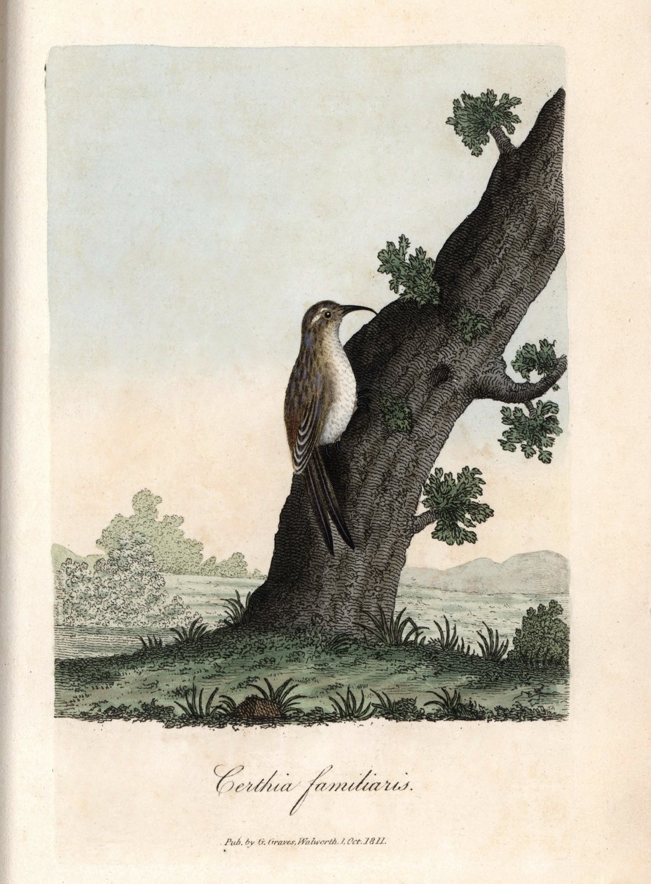 Skogens klättrare. Färgat kopparstick av George Graves, i British Ornithology av Unbekannter Künstler