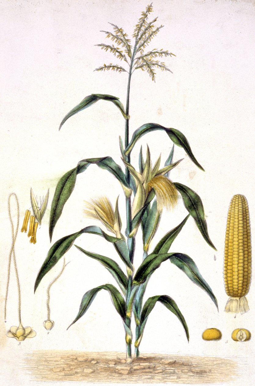 Majsen, ca 1880-1900 (gravyr) av Unbekannter Künstler