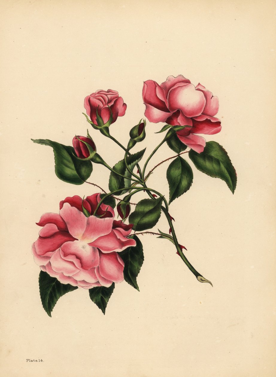 Den ständigt blåsande rosen, skönhet alltid ny av Unbekannt