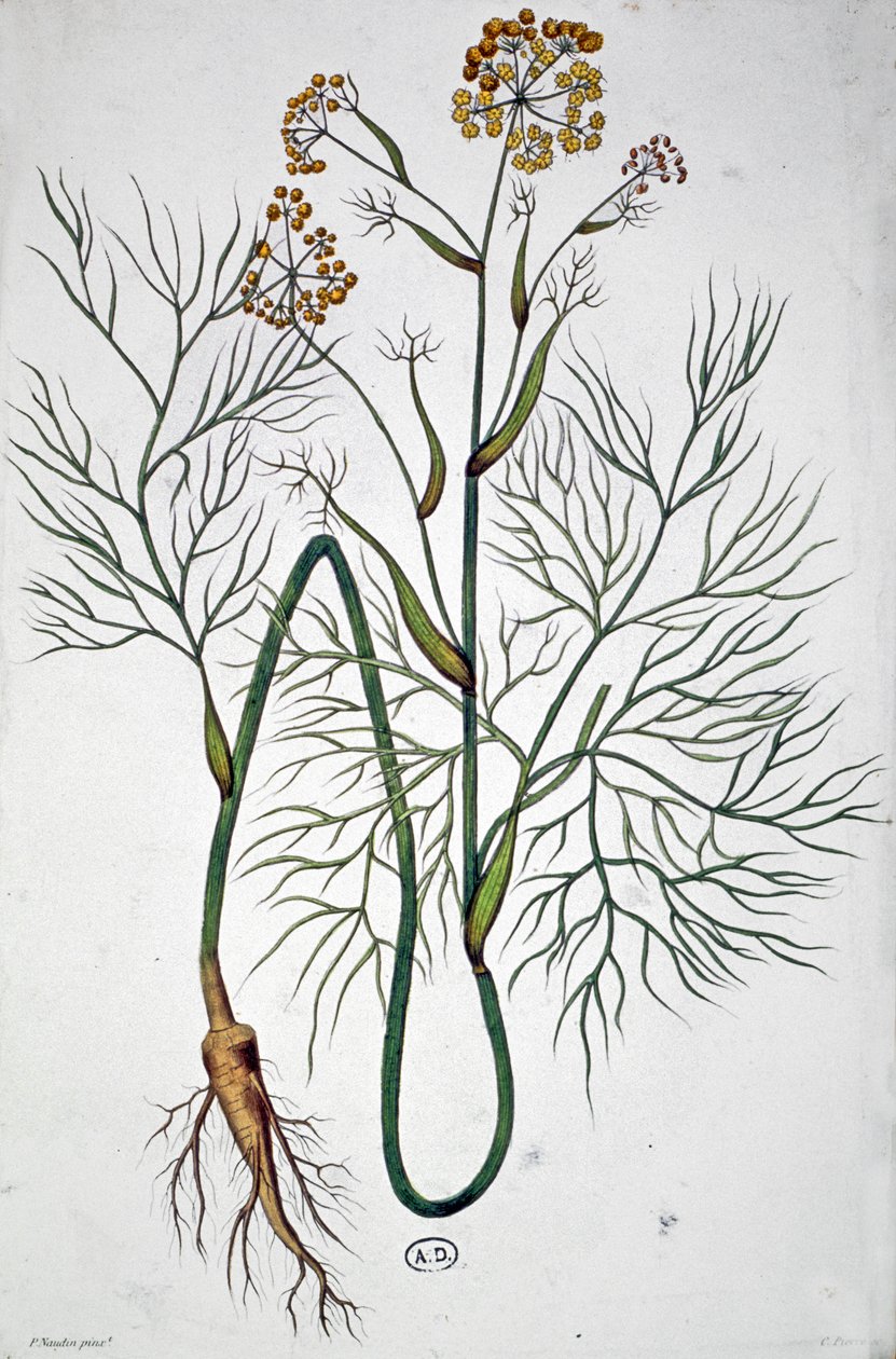 Fänkål, ca 1850 (gravyr) av Unbekannter Künstler