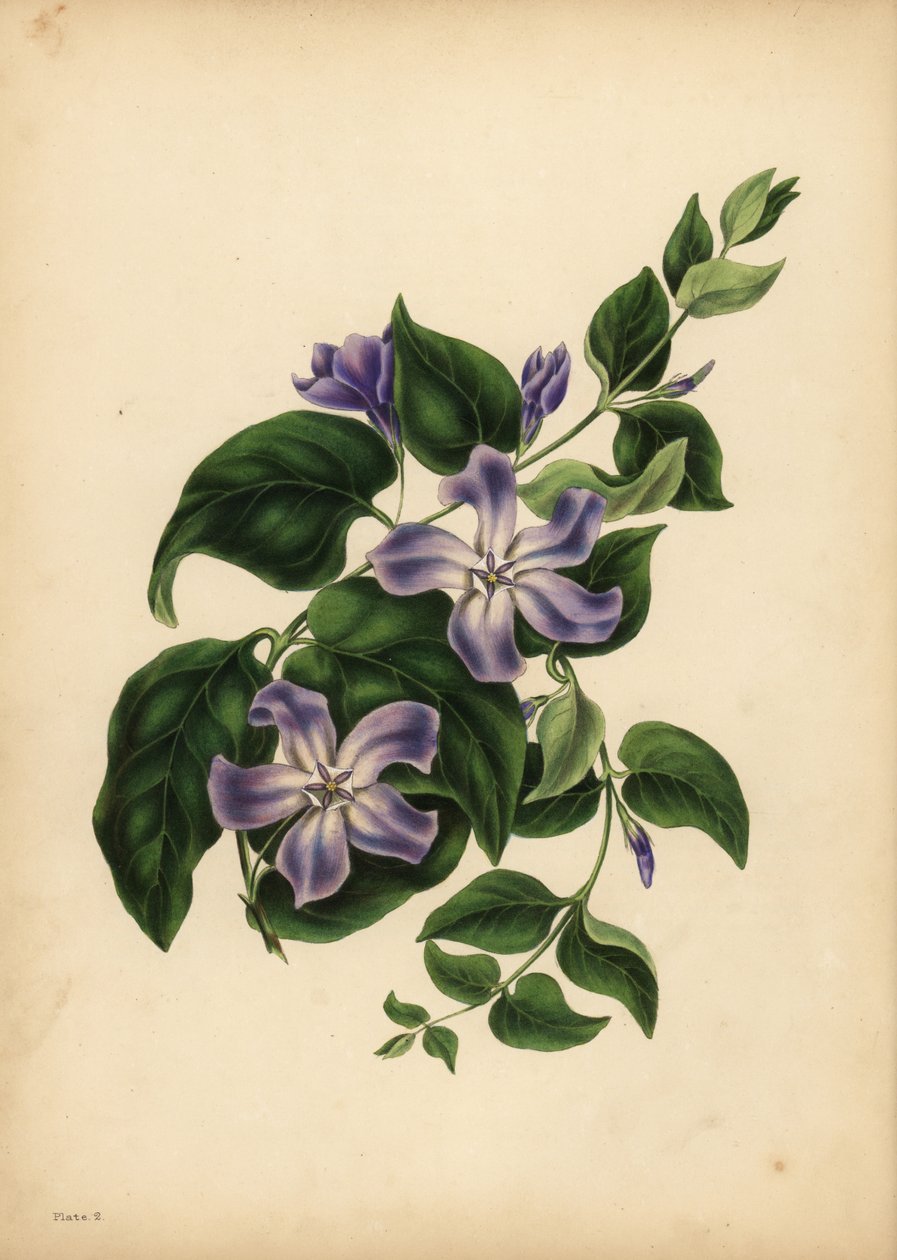 Den stora blå snäckan, Vinca major, Minnets nöjen av Unbekannt