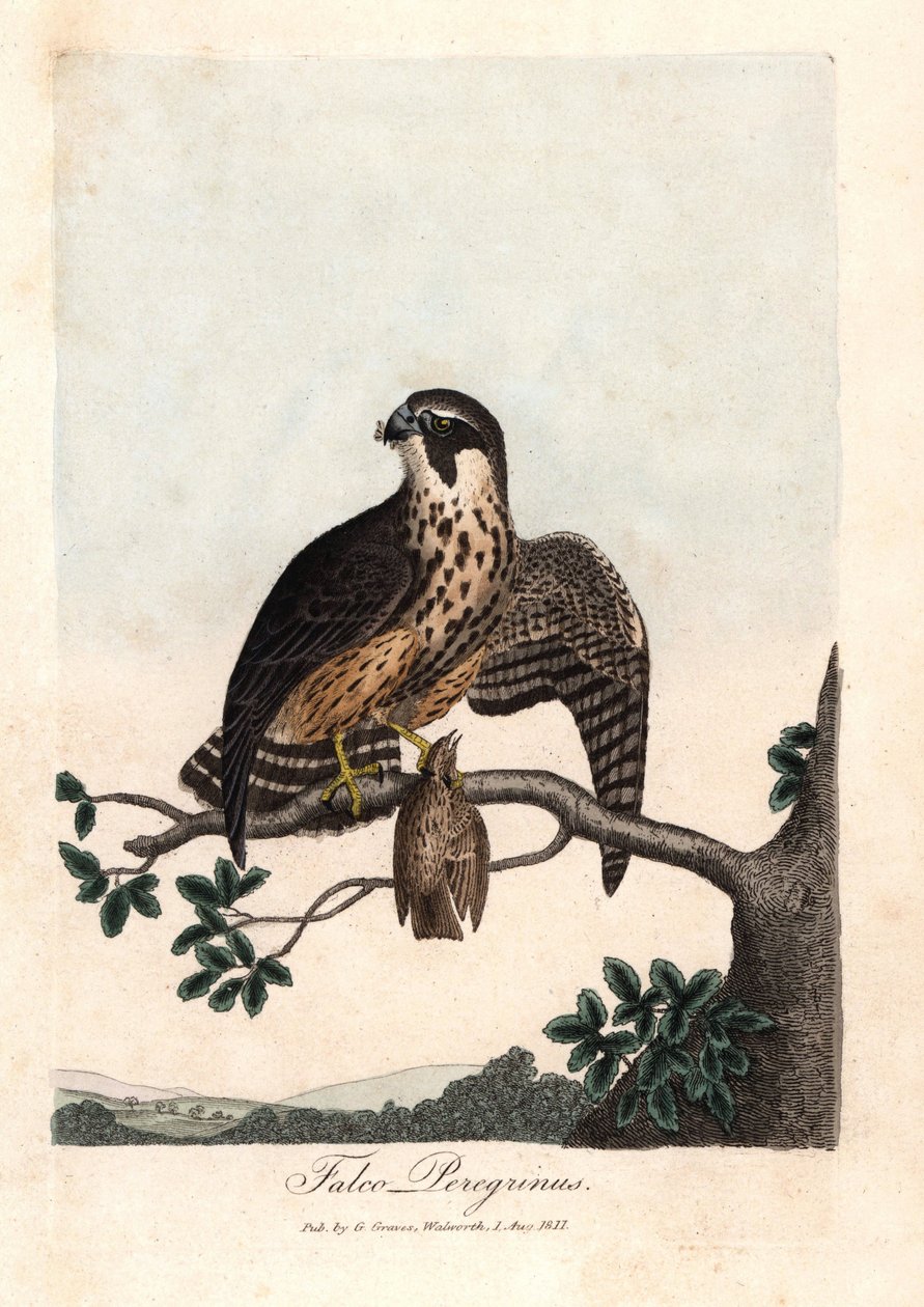 Den pelerina falken. Färgat kopparstick av George Graves, i British Ornithology av Unbekannter Künstler
