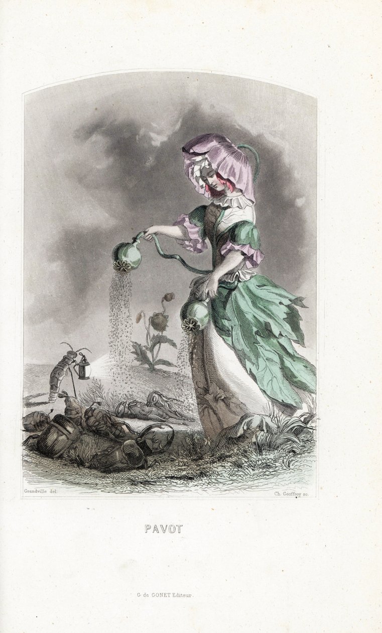 Vallmoavgiften strör opiumkapslar på coleopteres och gräshoppor droger - Eau forte av Charles Geoffroy (1819-1882), baserad på en illustration av Jean Ignace Isidore Gerard dit J.J.Granville (1803-1847), för Les fleurs animees av Unbekannter Künstler