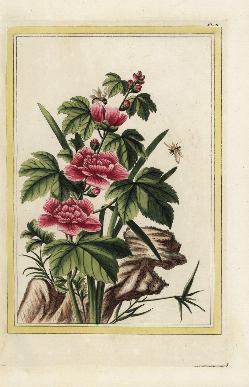 Det lila trädet har inkarnerade blommor. Rosenmalva, Hibiscus syriacus. Handkolorerad etsning från Pierre Joseph Buchoz "Dyrbar och upplyst samling av de vackraste och märkligaste blommorna, odlade både i Kinas och Europas trädgårdar, av Unbekannter Künstler