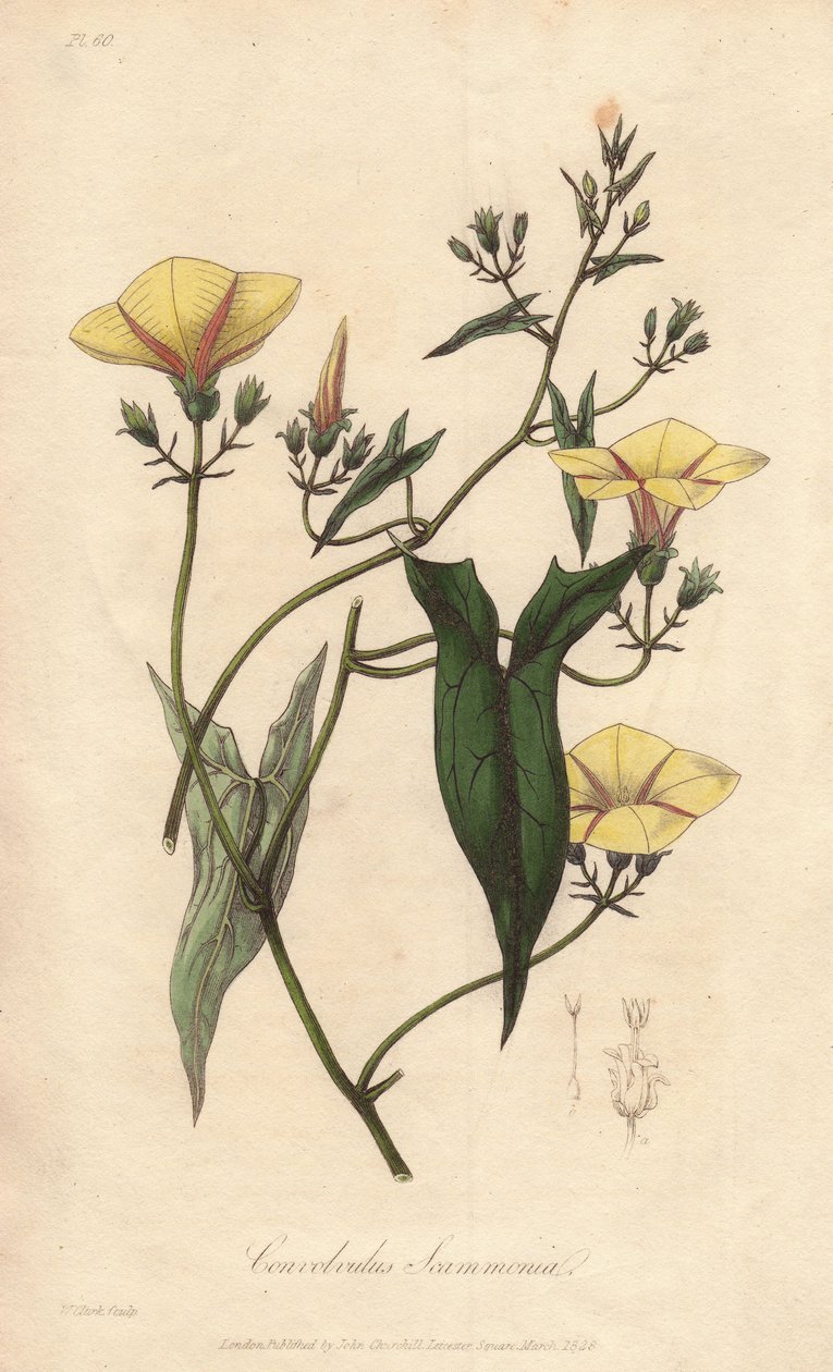 Scammonee (Convolvulus scammonia) - Starkt vatten av William Clarke för att illustrera "Medical Botanical, Description of the Medicinal Plants of London, Edinburgh, and Dublin" av John Stephenson och James Morss Churchill, publicerad i London av John Churc av Unbekannter Künstler