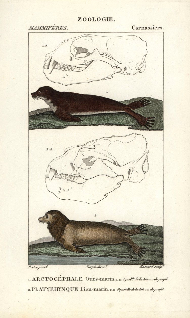 Sjöbjörn eller pälssäl (arctocephale) och sjölejon eller sjölejon (platyrhynque) - Eau forte av Jean Gabriel Pretre (1780-1845), graverad av Carnonkel, för Frederic Cuviers ordbok över naturvetenskap: däggdjur, redigerad av Pierre Jean Fr av Unbekannter Künstler