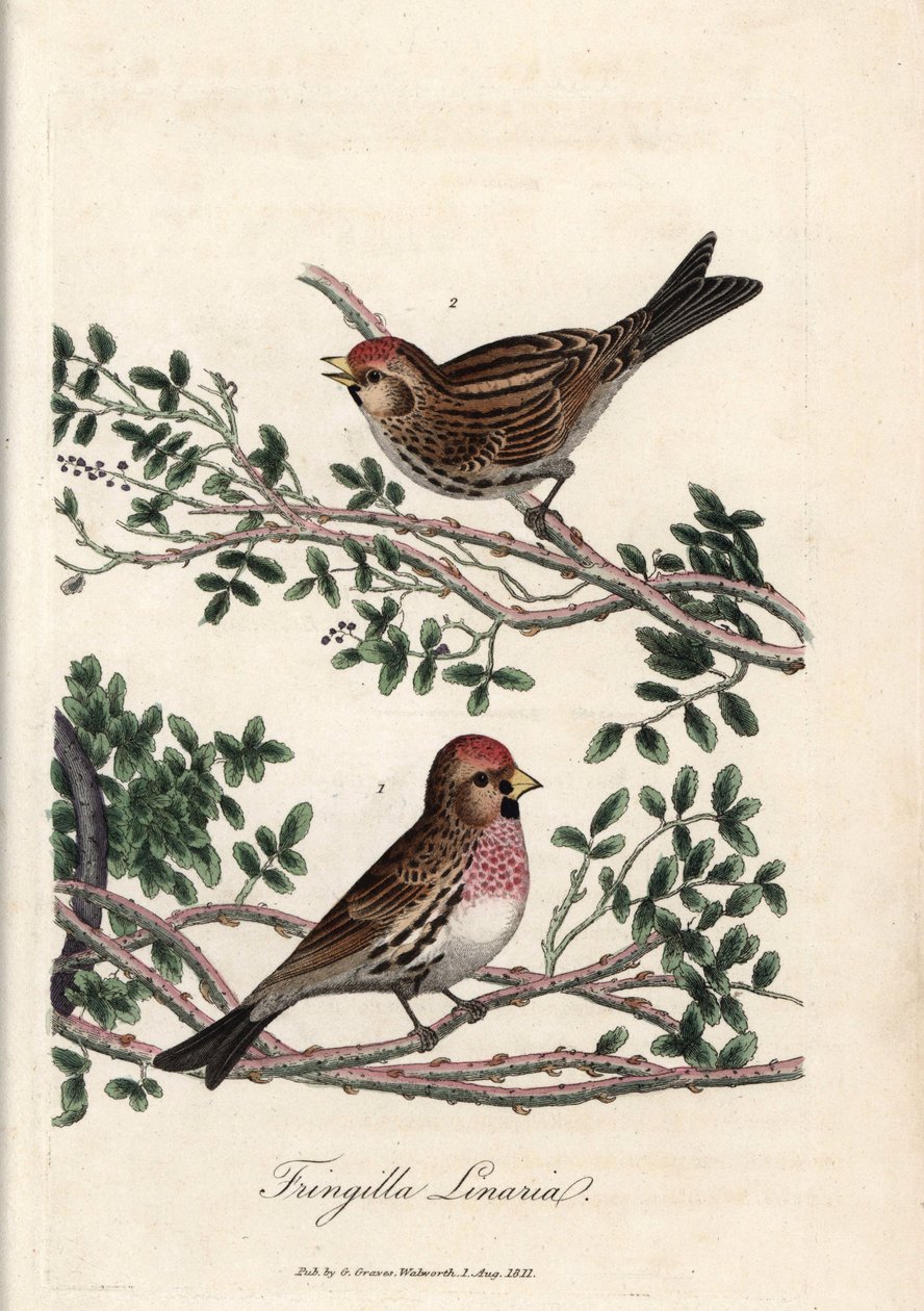 Sizerin eller liten linotte. Färgat kopparstick av George Graves, i British Ornithology av Unbekannter Künstler