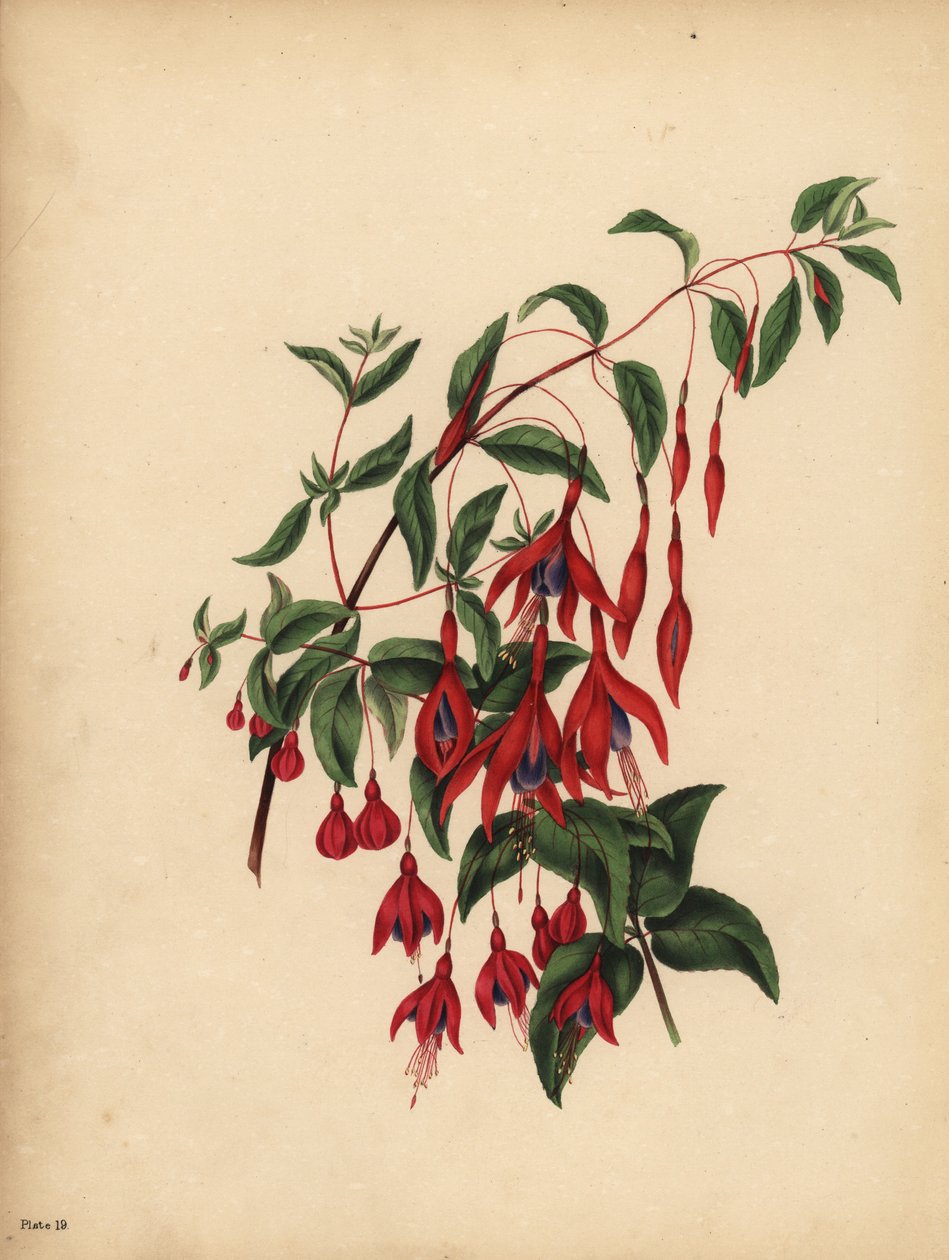 Den smala och klotformiga Fuchsia, Fuchsia magellanica, Smak av Unbekannt