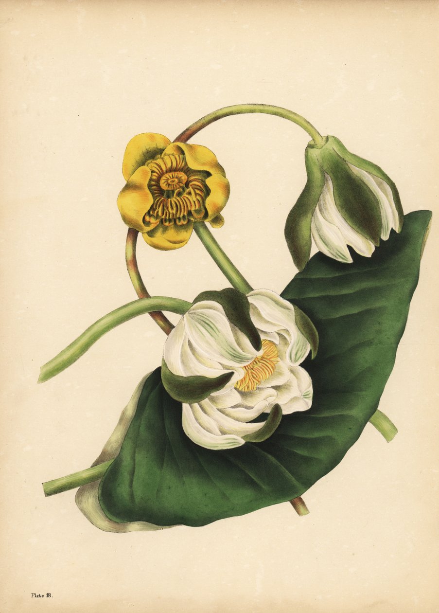 Den vita näckrosen, Nymphaea odorata och gul näckros, Nuphar lutea, Silence av Unbekannt
