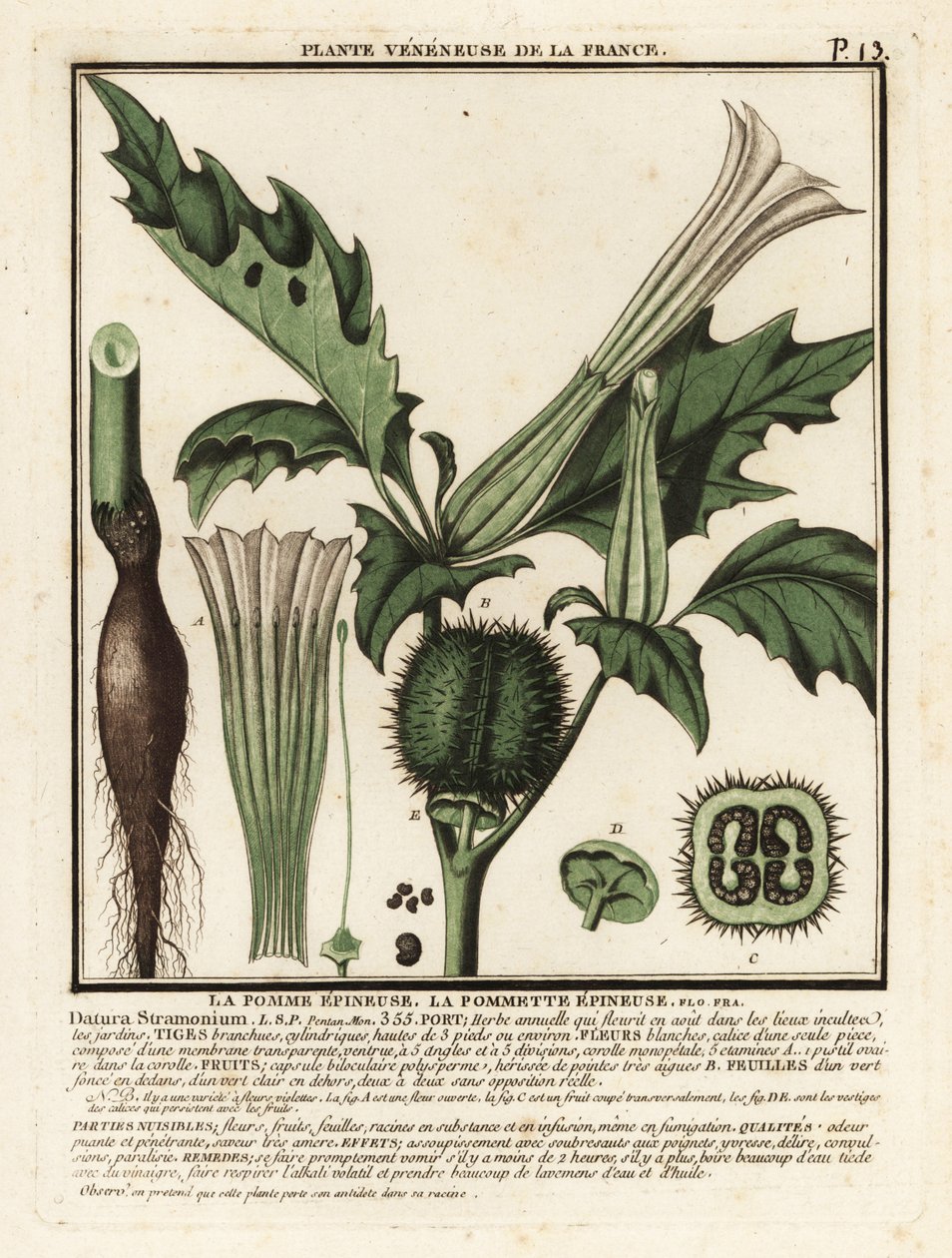 Taggäpple, Datura stramonium. av Unbekannter Künstler