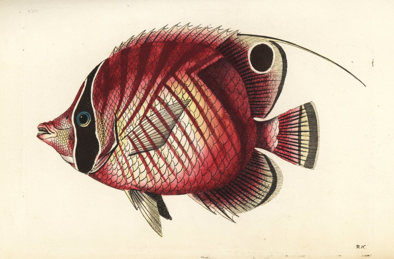 Trådfenad fjärilsfisk, Chaetodon auriga (rödrandig fjärilsfisk, Chaetodon setifer). Illustration ritad och graverad av Richard Polydore Nodder. Handkolorerat kopparstick från George Shaw och Frederick Nodders The Naturalist
