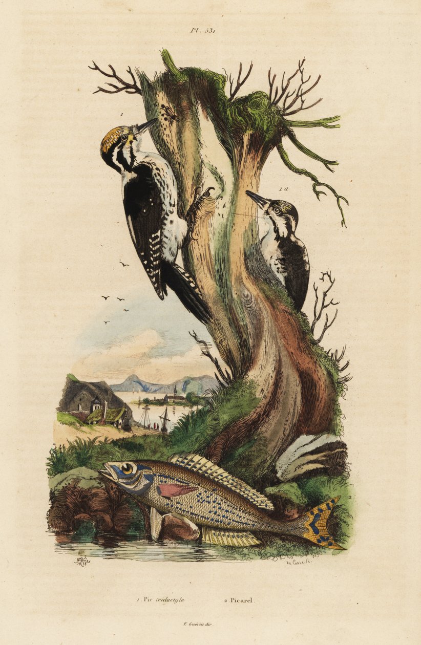 Tretåig hackspett, Picoides tridactylus 1, och picarel, Spicara smaris 2. Pic tridactyle, picarel av Unbekannt
