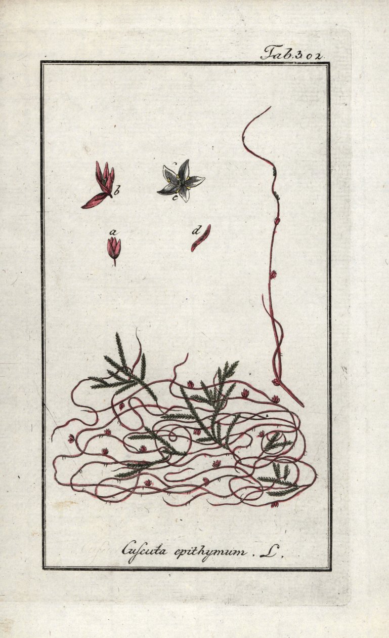 Timjankuska eller liten blomkuska (Cuscuta epithymum). Litografi från "Afbeelding der Artseny-Gewassen" av Johannes Zorn (1739-1799), Nederländerna av Unbekannter Künstler