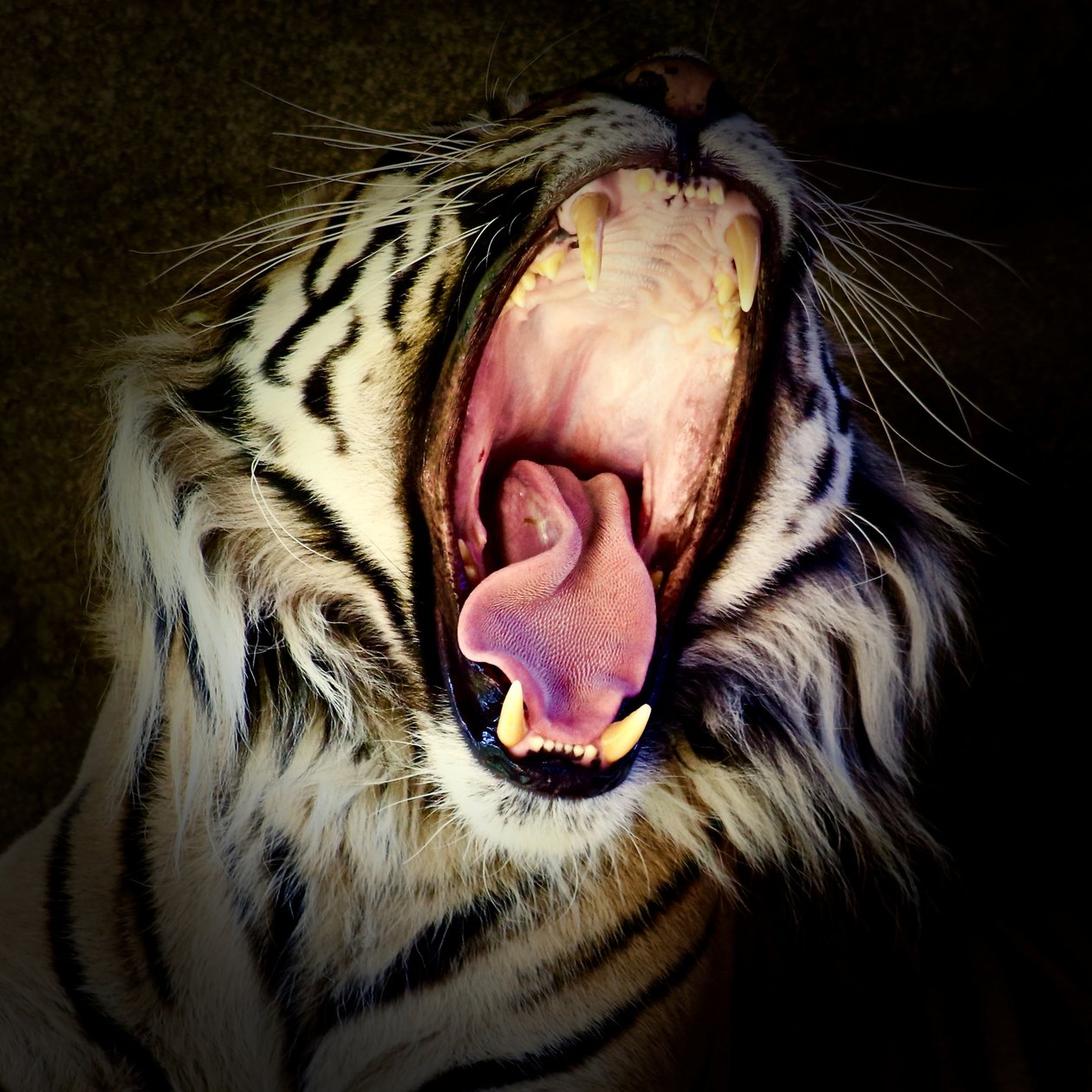 Tiger Teeth, 2017 (bild) av Unbekannter Künstler