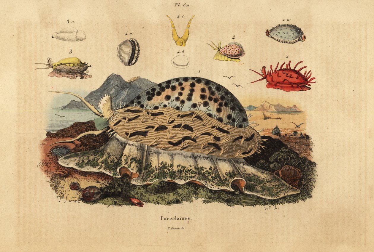 Tiger cowrie, Cypraea tigris 1, wrinkled cowrie, Nucleolaria nucleus 2, money cowrie, Monetaria moneta 3 och Ellatrivia merces 4, Porcelaines av Unbekannt