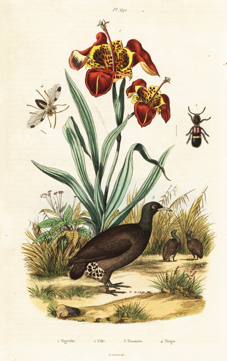Tiger iris och stor tinamou. av Unbekannter Künstler