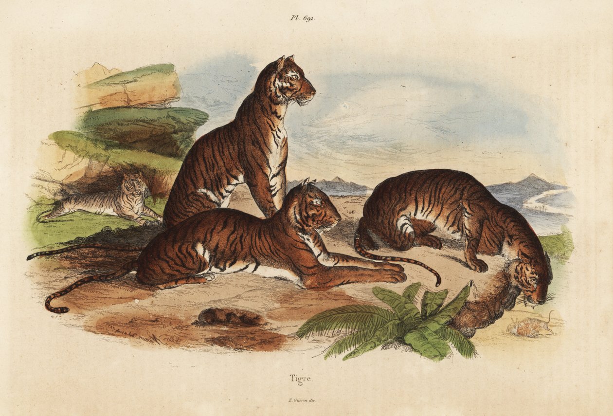 Tigrar, Panthera tigris, utrotningshotade av Unbekannt