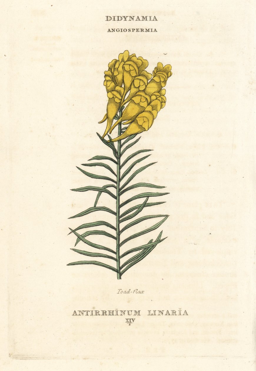 Gräsrot, Linaria vulgaris (Antirrhinum linaria). Handkolorerat kopparstick efter en illustration av Richard Duppa från hans The Claves and Orders of the Linnaean System of Botany, Longman, Hurst, London av Unbekannter Künstler