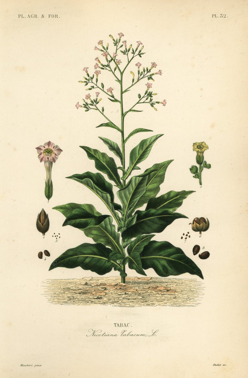 Tobaksväxt, Nicotiana tabacum, Tabac av Unbekannt