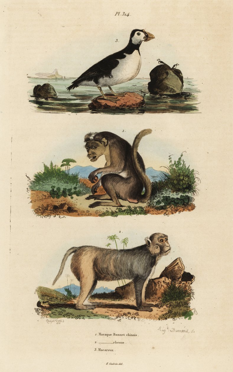 Toque macaque, Macaca sinica, hotad 1, rhesus macaque, Macaca mulatta 2 och parakit auklet, Aethia papegoja 3 av Unbekannt