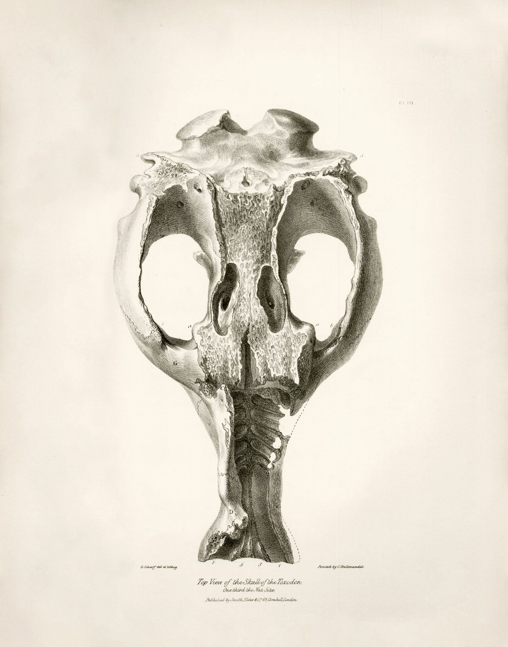 Toxodon Crane, ett förhistoriskt djur som Charles Darwin hittade nära Montevideo, Uruguay under sin upptäcktsresa ombord på Beagle. The Zoology of the voyage of H.M.S. Beagle under befäl av kapten Fitzroy under åren 1832 till 1836 redigerad och översatt av av Unbekannter Künstler