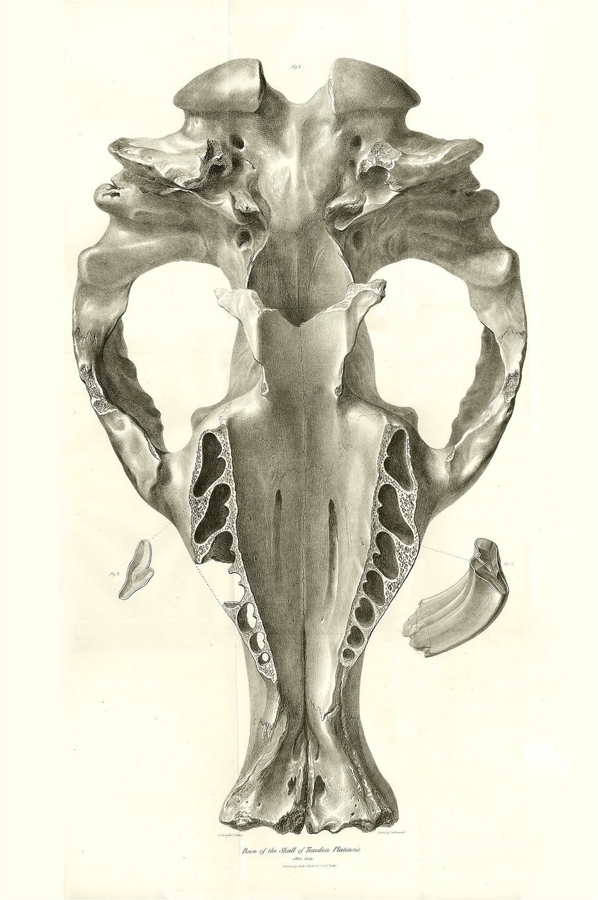 Toxodon Crane, ett förhistoriskt djur som Charles Darwin hittade nära Montevideo, Uruguay under sin upptäcktsresa ombord på Beagle. The Zoology of the voyage of H.M.S. Beagle under befäl av kapten Fitzroy under åren 1832 till 1836 redigerad och översatt av av Unbekannter Künstler