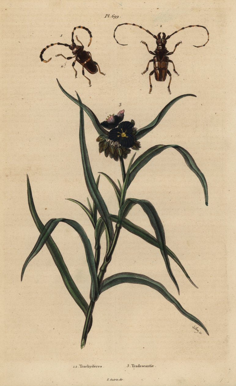 Trachyderes succinatus 1, Trachyderes mandibularis 2 och Virginia spindelört, Tradescantia virginiana 3 av Unbekannt