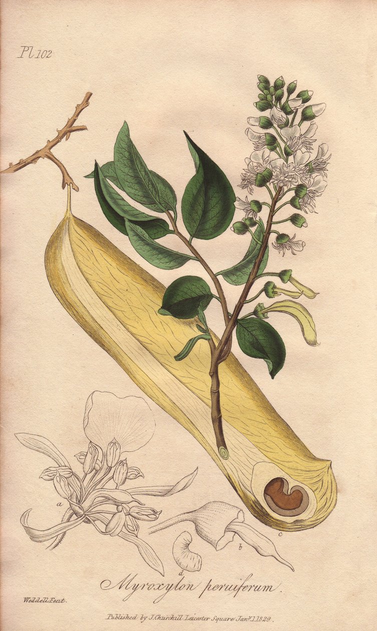 Feberträd (Myroxylon peruiferum) - Starkt vatten av William Clarke för att illustrera "Medical Botanical, Description of the Medicinal Plants of London, Edinburgh and Dublin" av John Stephenson och James Morss Churchill, publicerad i London av John Church av Unbekannter Künstler