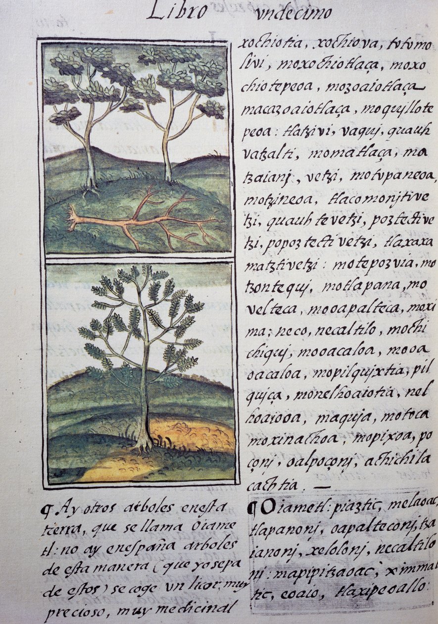 Träd, vilda cypresser och granar, sida från Florentine Codex, tvåspråkig version på spanska och Nahuatl, General History of Things of New Spain, av den spanske missionären Fray Bernardino de Sahagun (1499-1590). Aztekisk civilisation av William M. Timlin