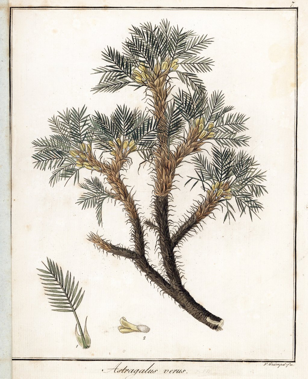 Äkta astragalus - Litografi av F. Guimpel, hämtad från medicinsk botanik av Friedrich Gottlob Haynes (1763-1832), Berlin av Unbekannter Künstler