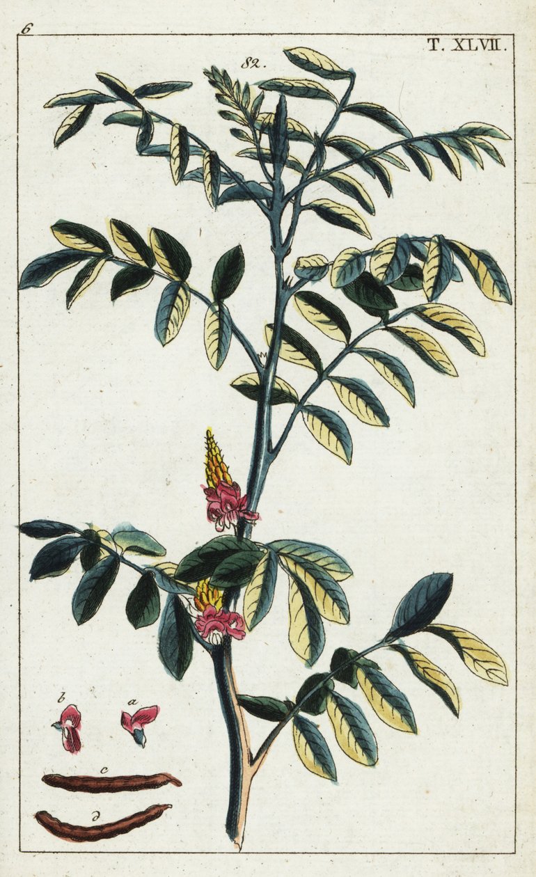 Äkta indigo, Indigofera tinctoria. av Unbekannter Künstler