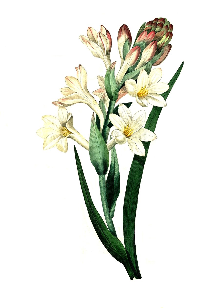Tuberos, Agave amica (Agave polianthes), digital reproduktion av ett originalkonstverk från 1700-talet av Unbekannter Künstler