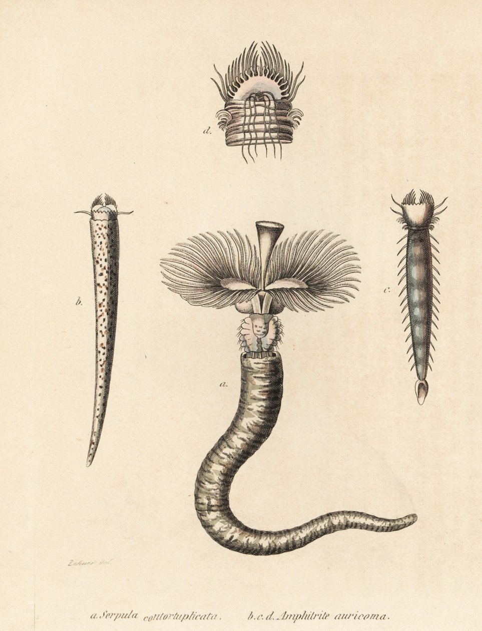 Rörmask, Serpula vermicularis (Serpula contortuplicata), och solfjädermask, Amphictene auricoma (Amphitrite auricoma). Handkolorerad litografi av Gebhart efter en illustration av Zehner från Georg Friedrich Treitschkes naturhistoriska galleri, Naturhistori av Unbekannter Künstler