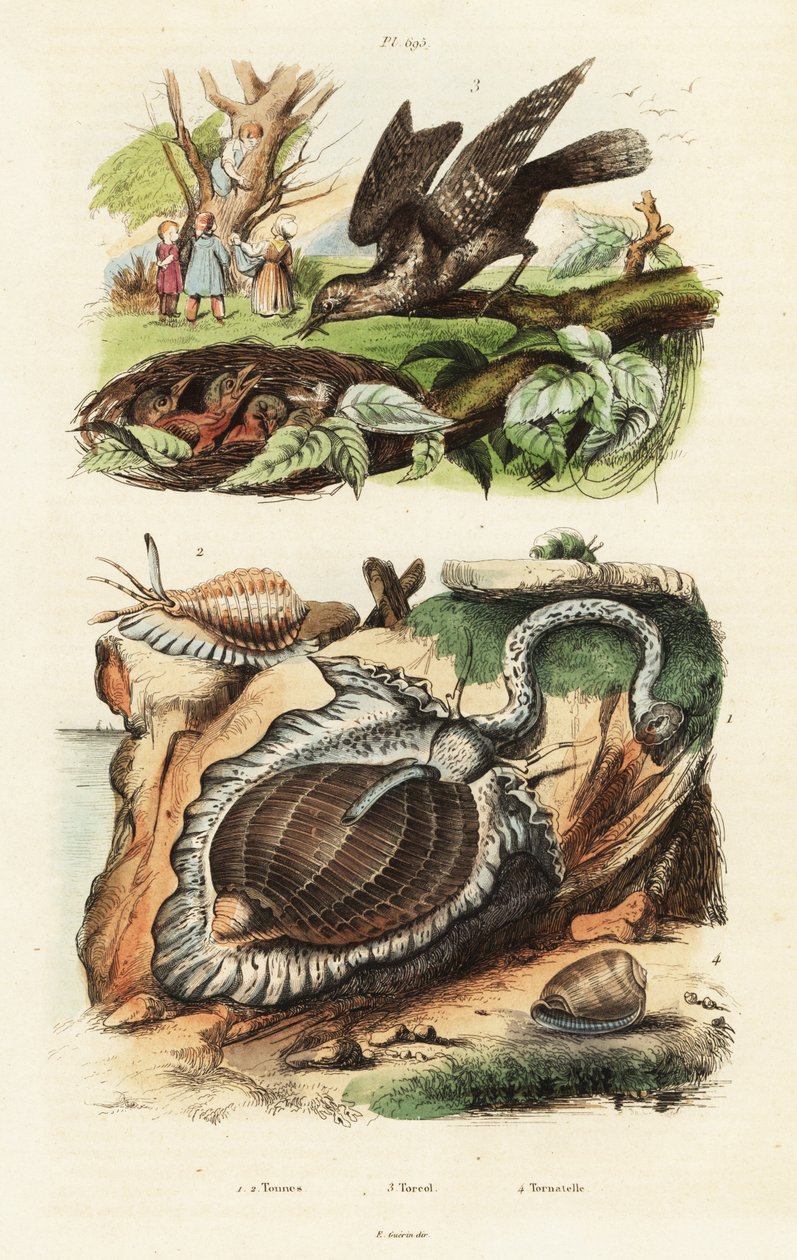 Tunnskal och eurasisk wryneck. av Unbekannter Künstler
