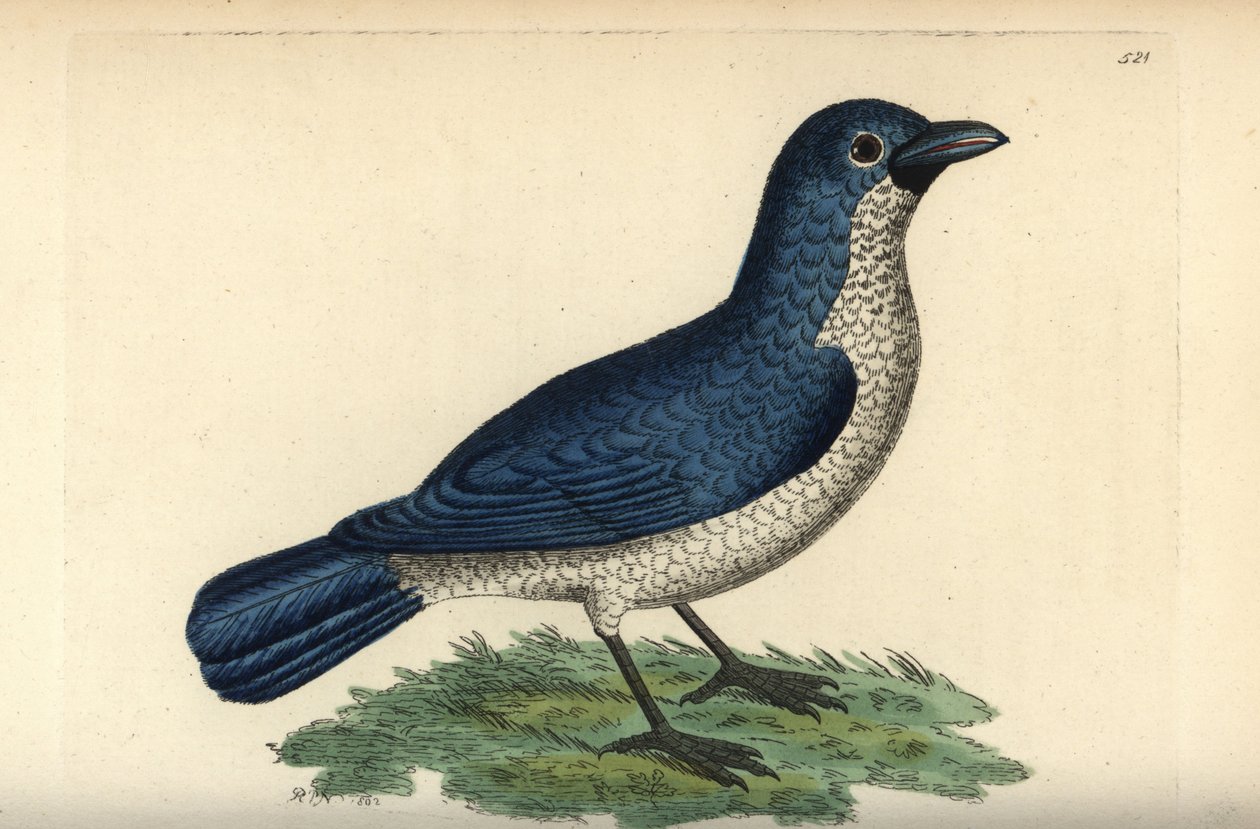 Turatis boubou, Laniarius turatii (blå törnskata, Lanius bicolor). Illustration ritad och graverad av Richard Polydore Nodder. Handkolorerat kopparstick från George Shaw och Frederick Nodders The Naturalist
