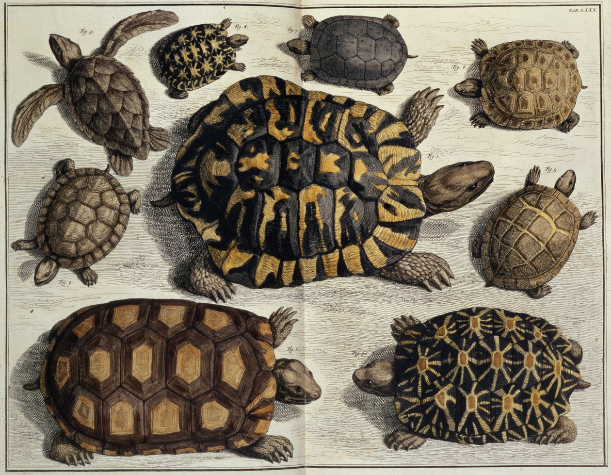 Sköldpaddor: från Albert Sebas "Locupletissimi Rerum Naturalium", ca 1750 (handkolorerad gravyr) av Unbekannter Künstler