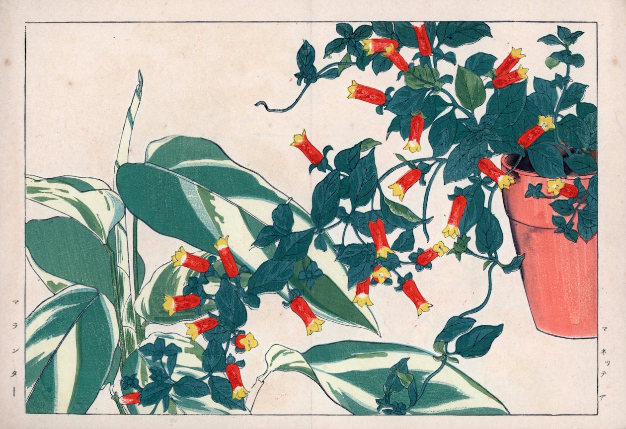 Tvåfärgad manettia i kruka och dicadame eller ört med pilar. Knallrot, Manettia bicolor, i en blomkruka och pilrot, Maranta arundinacea. Handkolorerat träsnitt från Konan Tanigamis "Seiyou Sokazufu" (Bildalbum över västerländska växter och av Unbekannter Künstler