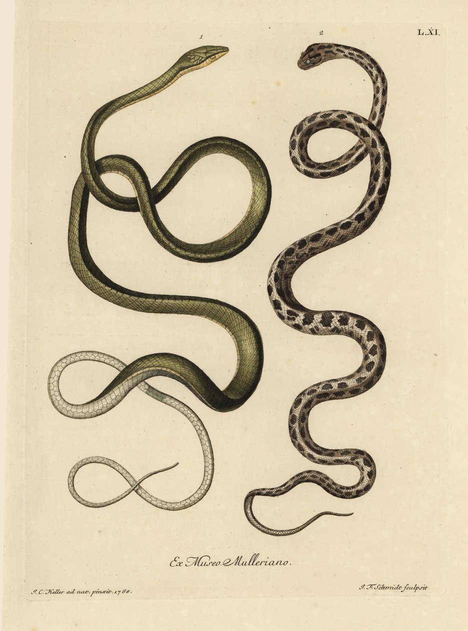 Två ormar från Surinam: Grön huggorm (malaysisk grön huggorm, Ahaetulla mycterizans) och rutig strumpebandssnok, Thamnophis marcianus. Surinams gröna orm, Coluber mycterizans, en vit orm som är elegant svartfärgad i en chicker. Handfärgade koppar av Unbekannter Künstler